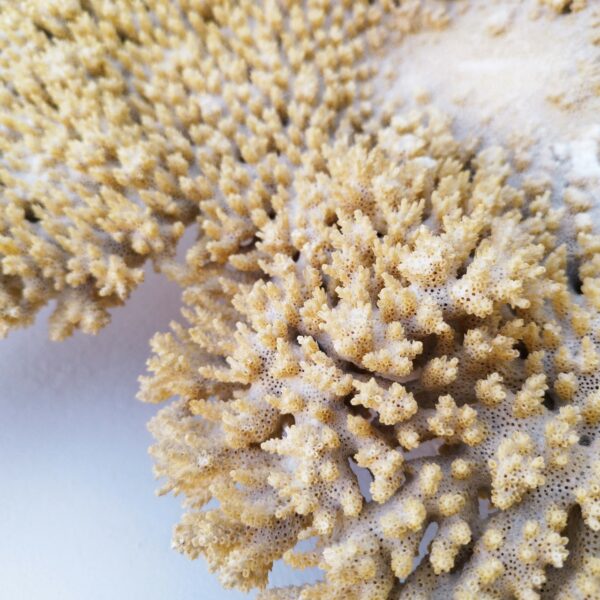 Très grand corail ancien avec son pied . Quelques manques sur le contour, jauni par le temps . Dans son jus. Diamètre : 61 x 54 cm Hauteur : 35 cm