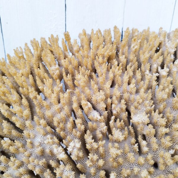 Très grand corail ancien avec son pied . Quelques manques sur le contour, jauni par le temps . Dans son jus. Diamètre : 61 x 54 cm Hauteur : 35 cm
