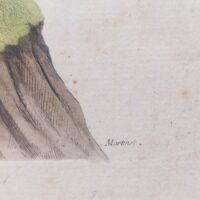 Gravure ornithologique d'un faisan mâle et sa femelle, rehaussée d'aquarelle. Epoque XVIIIème, signée François Nicolas Martinet. Encadrement bois couleur acajou. Un point d'accroche sur l'arrière. Des rousseurs et tâches sur la gravure. Bon état général. Dimensions : 32 x 28 cm