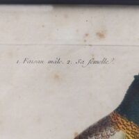 Gravure ornithologique d'un faisan mâle et sa femelle, rehaussée d'aquarelle. Epoque XVIIIème, signée François Nicolas Martinet. Encadrement bois couleur acajou. Un point d'accroche sur l'arrière. Des rousseurs et tâches sur la gravure. Bon état général. Dimensions : 32 x 28 cm