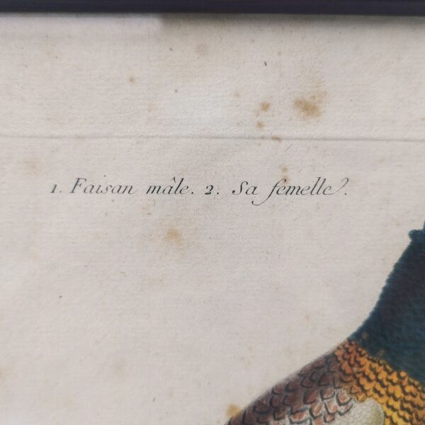 Gravure ornithologique d'un faisan mâle et sa femelle, rehaussée d'aquarelle. Epoque XVIIIème, signée François Nicolas Martinet. Encadrement bois couleur acajou. Un point d'accroche sur l'arrière. Des rousseurs et tâches sur la gravure. Bon état général. Dimensions : 32 x 28 cm