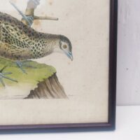 Gravure ornithologique d'un faisan mâle et sa femelle, rehaussée d'aquarelle. Epoque XVIIIème, signée François Nicolas Martinet. Encadrement bois couleur acajou. Un point d'accroche sur l'arrière. Des rousseurs et tâches sur la gravure. Bon état général. Dimensions : 32 x 28 cm