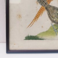 Gravure ornithologique d'un faisan mâle et sa femelle, rehaussée d'aquarelle. Epoque XVIIIème, signée François Nicolas Martinet. Encadrement bois couleur acajou. Un point d'accroche sur l'arrière. Des rousseurs et tâches sur la gravure. Bon état général. Dimensions : 32 x 28 cm