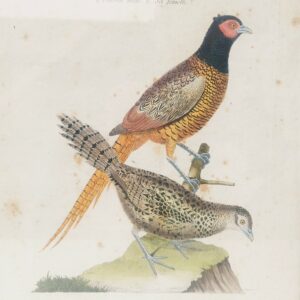 Gravure ornithologique d'un faisan mâle et sa femelle, rehaussée d'aquarelle. Epoque XVIIIème, signée François Nicolas Martinet. Encadrement bois couleur acajou. Un point d'accroche sur l'arrière. Des rousseurs et tâches sur la gravure. Bon état général. Dimensions : 32 x 28 cm