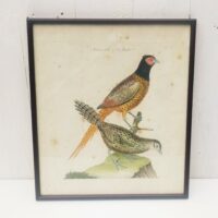 Gravure faisan , oiseau, XVIII ème, F. Martinet
