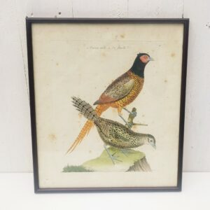 Gravure faisan , oiseau, XVIII ème, F. Martinet