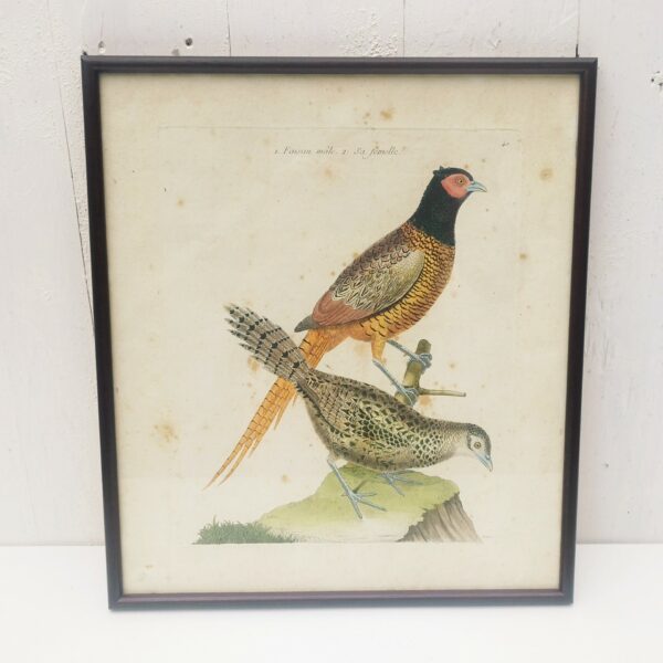 Gravure faisan , oiseau, XVIII ème, F. Martinet