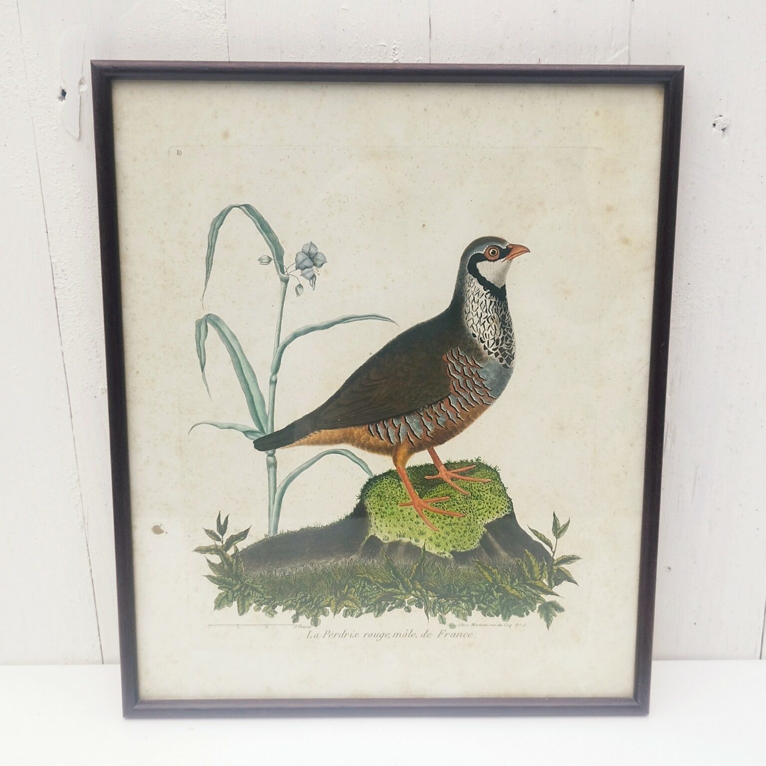 Gravure perdrix rouge , oiseau, XVIII ème, F. Martinet - Acolytes Antique