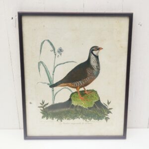 Gravure ornithologique d'une perdrix rouge mâle, rehaussée d'aquarelle. Epoque XVIIIème, d'après François Nicolas Martinet. Encadrement bois couleur acajou. Un point d'accroche sur l'arrière. Des rousseurs et tâches sur la gravure. Bon état général. Dimensions : 33 x 28 cm