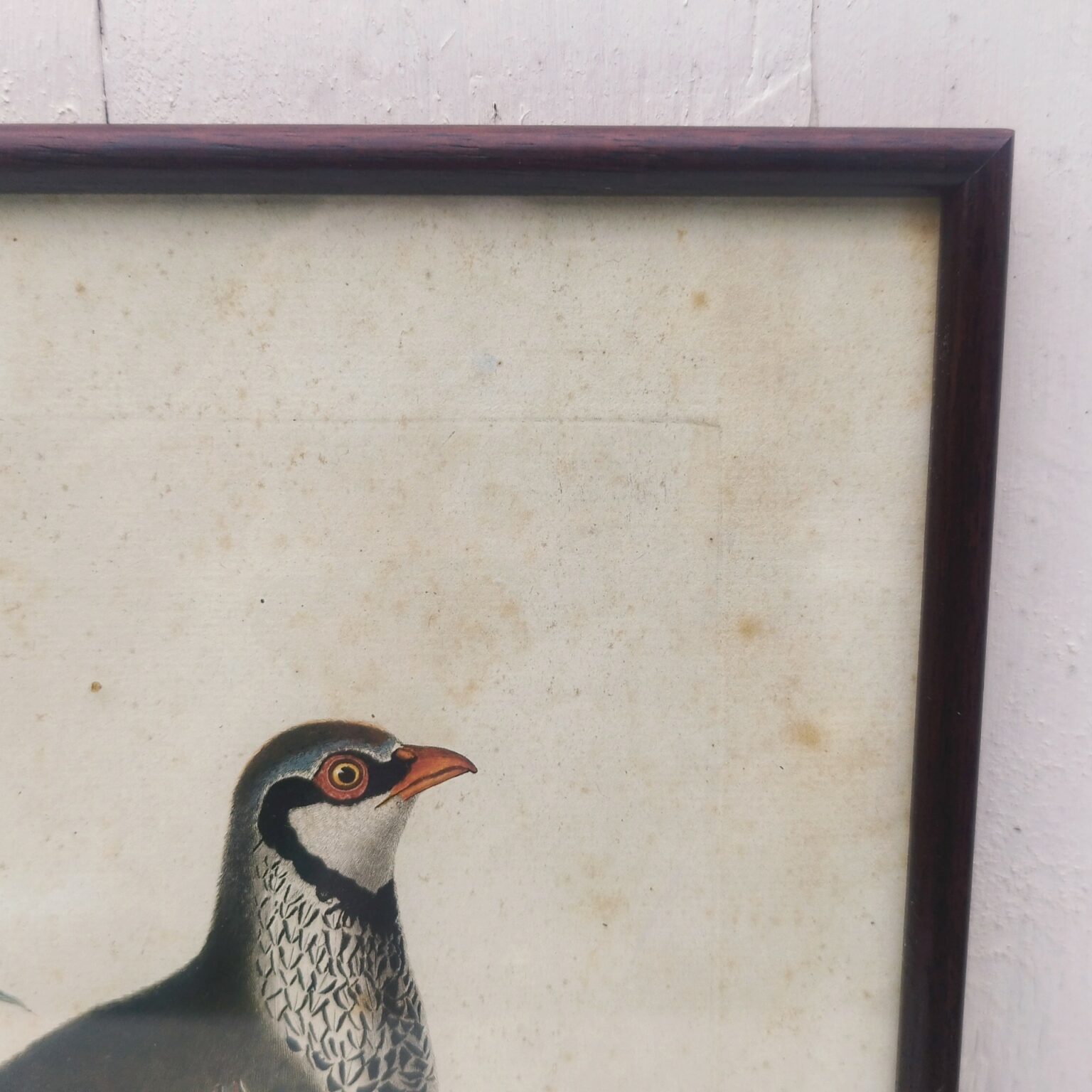 Gravure perdrix rouge , oiseau, XVIII ème, F. Martinet - Acolytes Antique