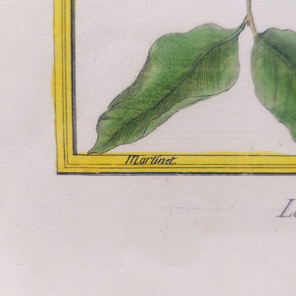 Gravure ornithologique d'un petit merle huppé de chine ,rehaussée d'aquarelle. Epoque XVIIIème, signée François Nicolas Martinet. Encadrement bois couleur acajou. Un point d'accroche sur l'arrière. Des rousseurs et tâches sur la gravure. Bon état général. Dimensions : 33 x 28 cm