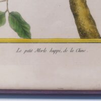 Gravure ornithologique d'un petit merle huppé de chine ,rehaussée d'aquarelle. Epoque XVIIIème, signée François Nicolas Martinet. Encadrement bois couleur acajou. Un point d'accroche sur l'arrière. Des rousseurs et tâches sur la gravure. Bon état général. Dimensions : 33 x 28 cm