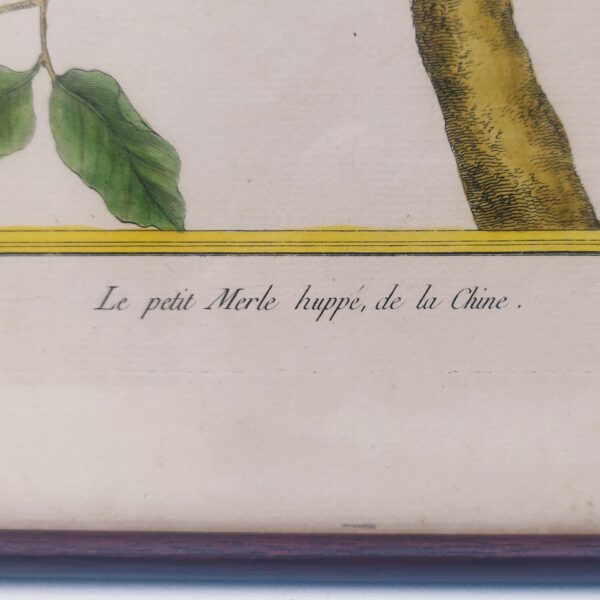 Gravure ornithologique d'un petit merle huppé de chine ,rehaussée d'aquarelle. Epoque XVIIIème, signée François Nicolas Martinet. Encadrement bois couleur acajou. Un point d'accroche sur l'arrière. Des rousseurs et tâches sur la gravure. Bon état général. Dimensions : 33 x 28 cm