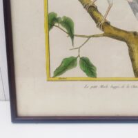 Gravure ornithologique d'un petit merle huppé de chine ,rehaussée d'aquarelle. Epoque XVIIIème, signée François Nicolas Martinet. Encadrement bois couleur acajou. Un point d'accroche sur l'arrière. Des rousseurs et tâches sur la gravure. Bon état général. Dimensions : 33 x 28 cm