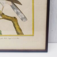 Gravure ornithologique d'un petit merle huppé de chine ,rehaussée d'aquarelle. Epoque XVIIIème, signée François Nicolas Martinet. Encadrement bois couleur acajou. Un point d'accroche sur l'arrière. Des rousseurs et tâches sur la gravure. Bon état général. Dimensions : 33 x 28 cm