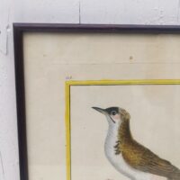 Gravure ornithologique d'un petit merle huppé de chine ,rehaussée d'aquarelle. Epoque XVIIIème, signée François Nicolas Martinet. Encadrement bois couleur acajou. Un point d'accroche sur l'arrière. Des rousseurs et tâches sur la gravure. Bon état général. Dimensions : 33 x 28 cm