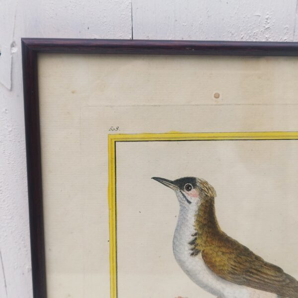 Gravure ornithologique d'un petit merle huppé de chine ,rehaussée d'aquarelle. Epoque XVIIIème, signée François Nicolas Martinet. Encadrement bois couleur acajou. Un point d'accroche sur l'arrière. Des rousseurs et tâches sur la gravure. Bon état général. Dimensions : 33 x 28 cm
