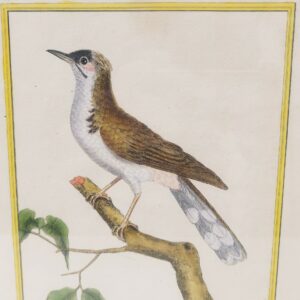 Gravure ornithologique d'un petit merle huppé de chine ,rehaussée d'aquarelle. Epoque XVIIIème, signée François Nicolas Martinet. Encadrement bois couleur acajou. Un point d'accroche sur l'arrière. Des rousseurs et tâches sur la gravure. Bon état général. Dimensions : 33 x 28 cm