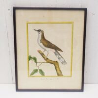 Gravure ornithologique d'un petit merle huppé de chine ,rehaussée d'aquarelle. Epoque XVIIIème, signée François Nicolas Martinet. Encadrement bois couleur acajou. Un point d'accroche sur l'arrière. Des rousseurs et tâches sur la gravure. Bon état général. Dimensions : 33 x 28 cm