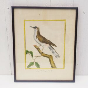 Gravure ornithologique d'un petit merle huppé de chine ,rehaussée d'aquarelle. Epoque XVIIIème, signée François Nicolas Martinet. Encadrement bois couleur acajou. Un point d'accroche sur l'arrière. Des rousseurs et tâches sur la gravure. Bon état général. Dimensions : 33 x 28 cm