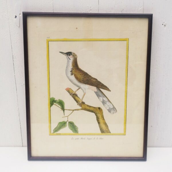 Gravure ornithologique d'un petit merle huppé de chine ,rehaussée d'aquarelle. Epoque XVIIIème, signée François Nicolas Martinet. Encadrement bois couleur acajou. Un point d'accroche sur l'arrière. Des rousseurs et tâches sur la gravure. Bon état général. Dimensions : 33 x 28 cm
