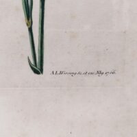Gravure botanique d'oeillets du fleuriste ,rehaussée d'aquarelle. Epoque XVIIIème, signée Wirsing Encadrement bois couleur acajou. Un point d'accroche sur l'arrière. Des rousseurs et tâches sur la gravure. Le scotch à l'arrière sur le haut se décolle. Bon état général. Dimensions : 46 x 34,5  cm