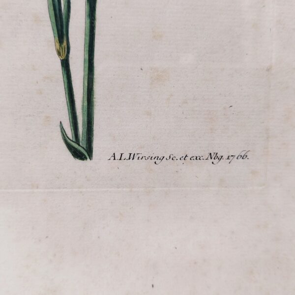 Gravure botanique d'oeillets du fleuriste ,rehaussée d'aquarelle. Epoque XVIIIème, signée Wirsing Encadrement bois couleur acajou. Un point d'accroche sur l'arrière. Des rousseurs et tâches sur la gravure. Le scotch à l'arrière sur le haut se décolle. Bon état général. Dimensions : 46 x 34,5  cm