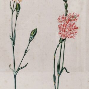 Gravure botanique d'oeillets du fleuriste ,rehaussée d'aquarelle. Epoque XVIIIème, signée Wirsing Encadrement bois couleur acajou. Un point d'accroche sur l'arrière. Des rousseurs et tâches sur la gravure. Le scotch à l'arrière sur le haut se décolle. Bon état général. Dimensions : 46 x 34,5  cm