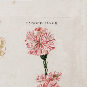 Gravure botanique d'oeillets du fleuriste ,rehaussée d'aquarelle. Epoque XVIIIème, signée Wirsing Encadrement bois couleur acajou. Un point d'accroche sur l'arrière. Des rousseurs et tâches sur la gravure. Le scotch à l'arrière sur le haut se décolle. Bon état général. Dimensions : 46 x 34,5  cm