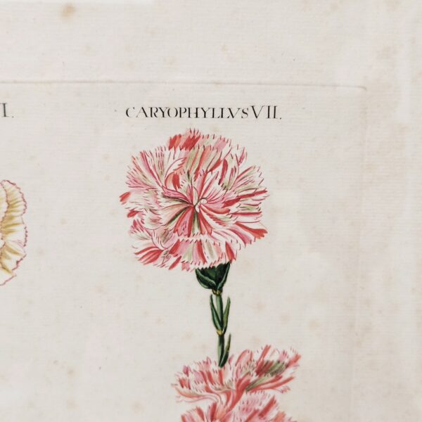 Gravure botanique d'oeillets du fleuriste ,rehaussée d'aquarelle. Epoque XVIIIème, signée Wirsing Encadrement bois couleur acajou. Un point d'accroche sur l'arrière. Des rousseurs et tâches sur la gravure. Le scotch à l'arrière sur le haut se décolle. Bon état général. Dimensions : 46 x 34,5  cm