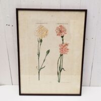 Gravure botanique d'oeillets du fleuriste ,rehaussée d'aquarelle. Epoque XVIIIème, signée Wirsing Encadrement bois couleur acajou. Un point d'accroche sur l'arrière. Des rousseurs et tâches sur la gravure. Le scotch à l'arrière sur le haut se décolle. Bon état général. Dimensions : 46 x 34,5  cm