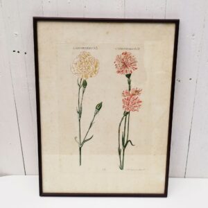 Gravure botanique d'oeillets du fleuriste ,rehaussée d'aquarelle. Epoque XVIIIème, signée Wirsing Encadrement bois couleur acajou. Un point d'accroche sur l'arrière. Des rousseurs et tâches sur la gravure. Le scotch à l'arrière sur le haut se décolle. Bon état général. Dimensions : 46 x 34,5  cm