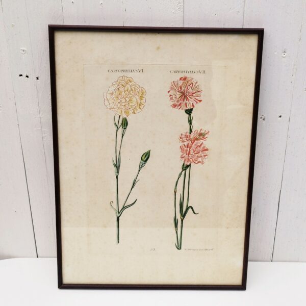 Gravure botanique d'oeillets du fleuriste ,rehaussée d'aquarelle. Epoque XVIIIème, signée Wirsing Encadrement bois couleur acajou. Un point d'accroche sur l'arrière. Des rousseurs et tâches sur la gravure. Le scotch à l'arrière sur le haut se décolle. Bon état général. Dimensions : 46 x 34,5  cm
