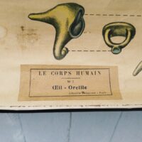 Planche d'anatomie n°7, l'oeil et l'oreille par la maison d'édition Delagrave. Planche toilée datant des années 30-40. Baguettes de métal noir pour faire contre poids et la maintenir droite en la posant au mur. Trace de pliures, jaunie par le temps, des petits accrocs et effilochage de la toile sur les rebords. Dans son jus . Idéal pour un cabinet de curiosités. Dimensions : 94 x 59 cm