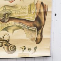 Planche d'anatomie n°7, l'oeil et l'oreille par la maison d'édition Delagrave. Planche toilée datant des années 30-40. Baguettes de métal noir pour faire contre poids et la maintenir droite en la posant au mur. Trace de pliures, jaunie par le temps, des petits accrocs et effilochage de la toile sur les rebords. Dans son jus . Idéal pour un cabinet de curiosités. Dimensions : 94 x 59 cm