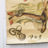 Planche d'anatomie n°7, l'oeil et l'oreille par la maison d'édition Delagrave. Planche toilée datant des années 30-40. Baguettes de métal noir pour faire contre poids et la maintenir droite en la posant au mur. Trace de pliures, jaunie par le temps, des petits accrocs et effilochage de la toile sur les rebords. Dans son jus . Idéal pour un cabinet de curiosités. Dimensions : 94 x 59 cm