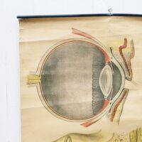 Planche d'anatomie n°7, l'oeil et l'oreille par la maison d'édition Delagrave. Planche toilée datant des années 30-40. Baguettes de métal noir pour faire contre poids et la maintenir droite en la posant au mur. Trace de pliures, jaunie par le temps, des petits accrocs et effilochage de la toile sur les rebords. Dans son jus . Idéal pour un cabinet de curiosités. Dimensions : 94 x 59 cm
