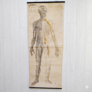 Très belle et grande planche scolaireen toile du corps humain, centrée sur le système nerveux, Provenant des Pays-bas. Publiée par N.V. G.B. Van Goor Zonen's Uitgeversmaatschappij de La Haye, cette planche a été conçue sur commande pour l'association nationale « HET ORANJE KRUIS » par le professeur J.A.J. Barge. Les contours son effilochés, des taches , et petites pliures. Etat d'usage. Hauteur : 173 cm Largeur : 69 cm