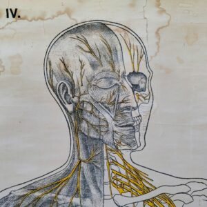 Très belle et grande planche scolaireen toile du corps humain, centrée sur le système nerveux, Provenant des Pays-bas. Publiée par N.V. G.B. Van Goor Zonen's Uitgeversmaatschappij de La Haye, cette planche a été conçue sur commande pour l'association nationale « HET ORANJE KRUIS » par le professeur J.A.J. Barge. Les contours son effilochés, des taches , et petites pliures. Etat d'usage. Hauteur : 173 cm Largeur : 69 cm